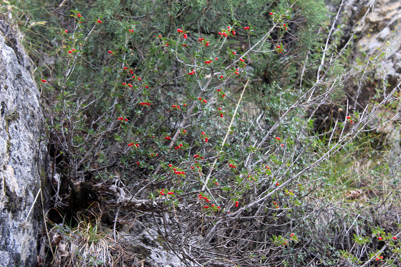 Image of Lonicera paradoxa specimen.