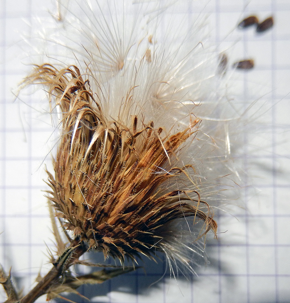 Изображение особи Cirsium serrulatum.