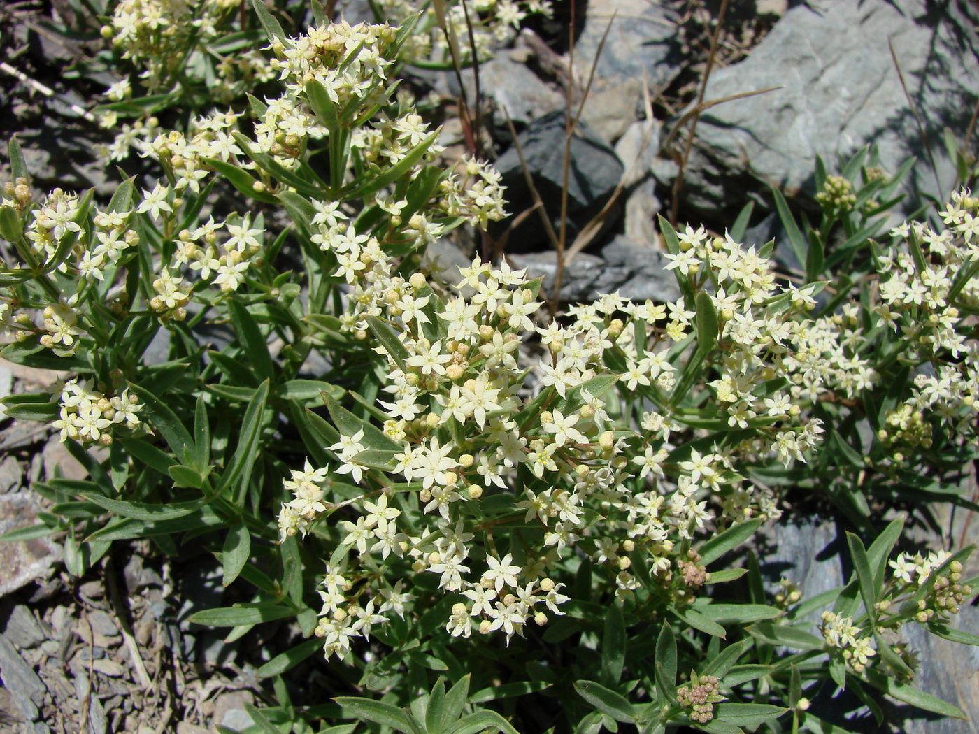 Image of Rubia regelii specimen.