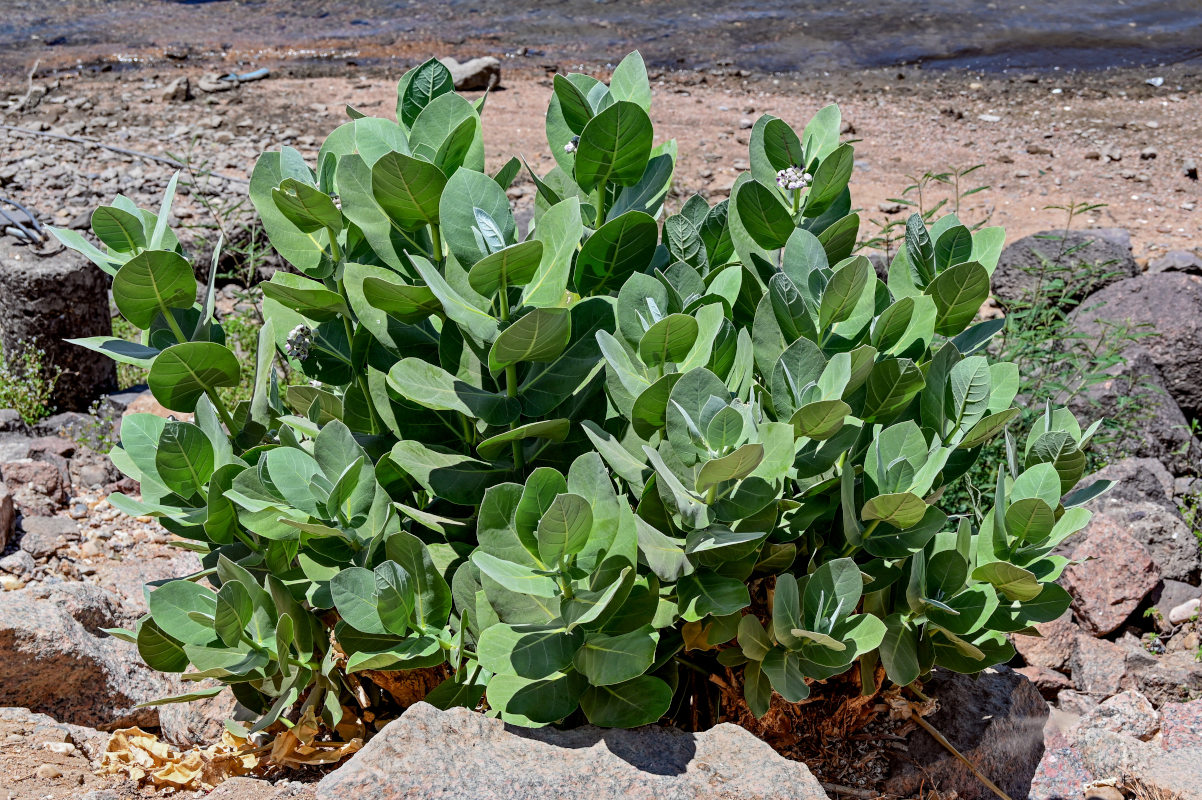 Image of Calotropis procera specimen.