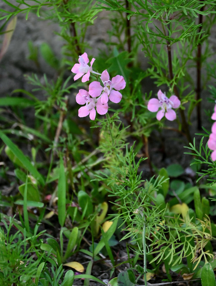 Image of Delphinium ajacis specimen.