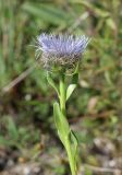 Globularia trichosantha. Верхушка побега с соцветием. Крым, Белогорский р-н, окр. с. Мичуринское, отроги горы Кубалач, степной склон. 7 июня 2023 г.