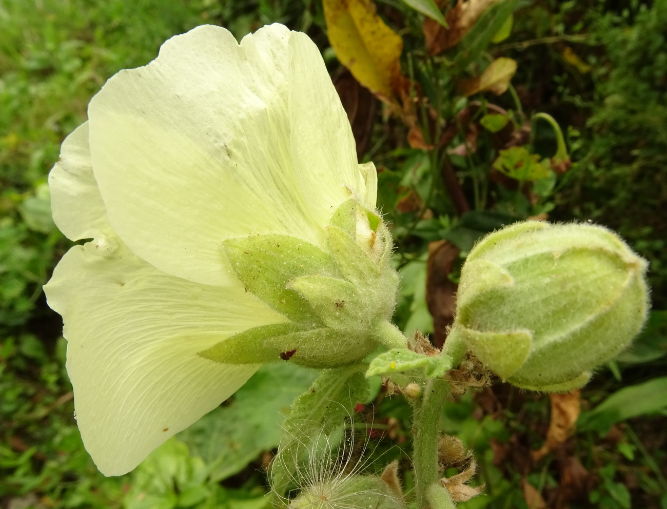 Image of Alcea rosea specimen.