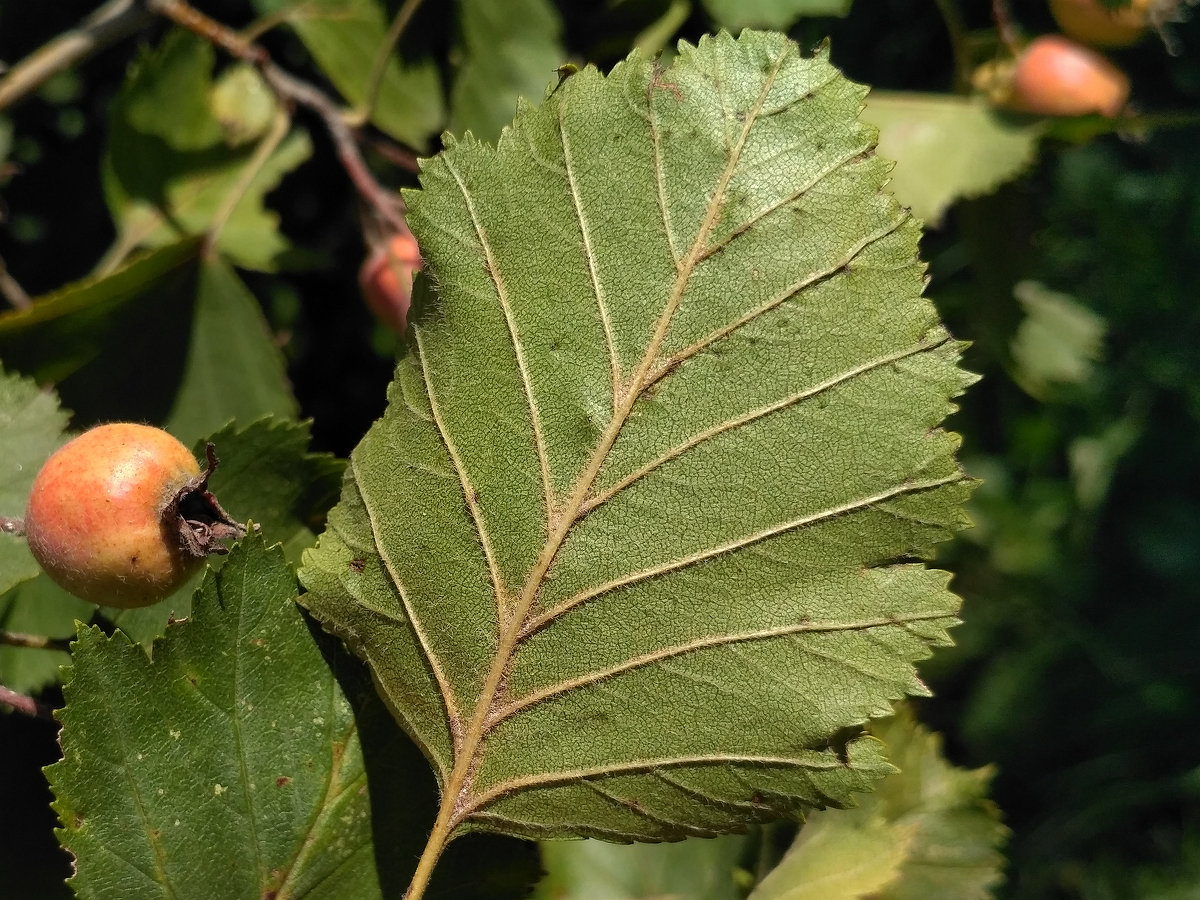 Изображение особи род Crataegus.