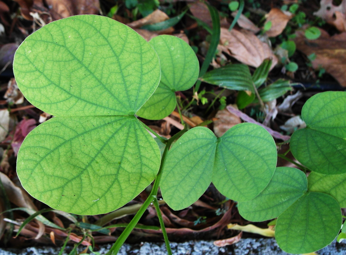 Image of genus Bauhinia specimen.