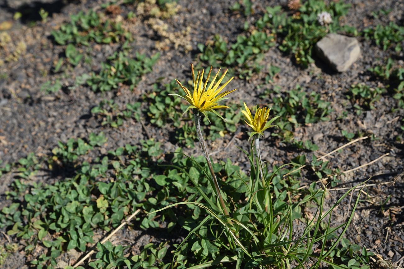 Изображение особи Tragopogon filifolius.