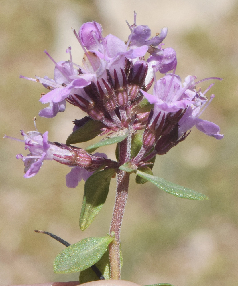 Image of Thymus incertus specimen.