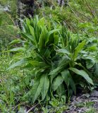 Cirsium helenioides. Вегетирующие растения. Хакасия, Орджоникидзевский р-н, верховья р. Правая Сарала, опушка смешанного леса. 08.06.2022.