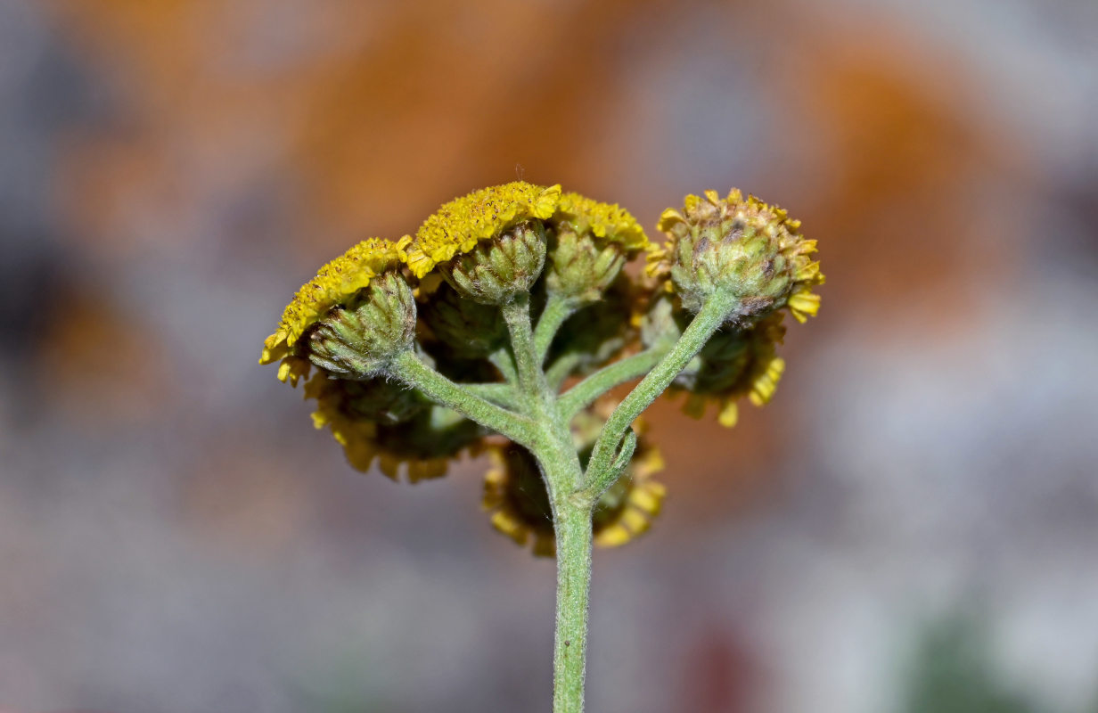 Image of Tanacetum aureum specimen.