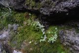 genus Epilobium