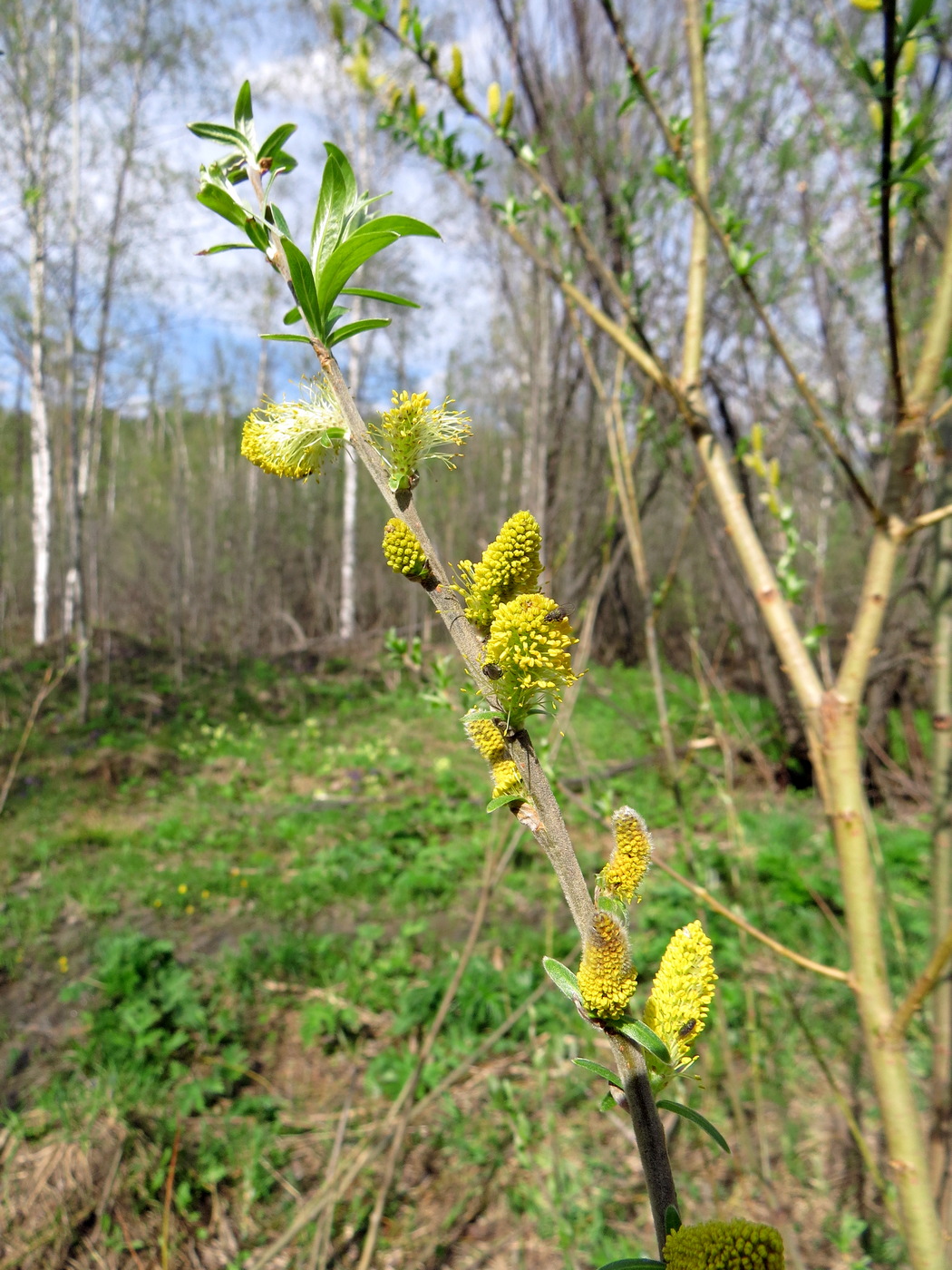 Image of Salix viminalis specimen.