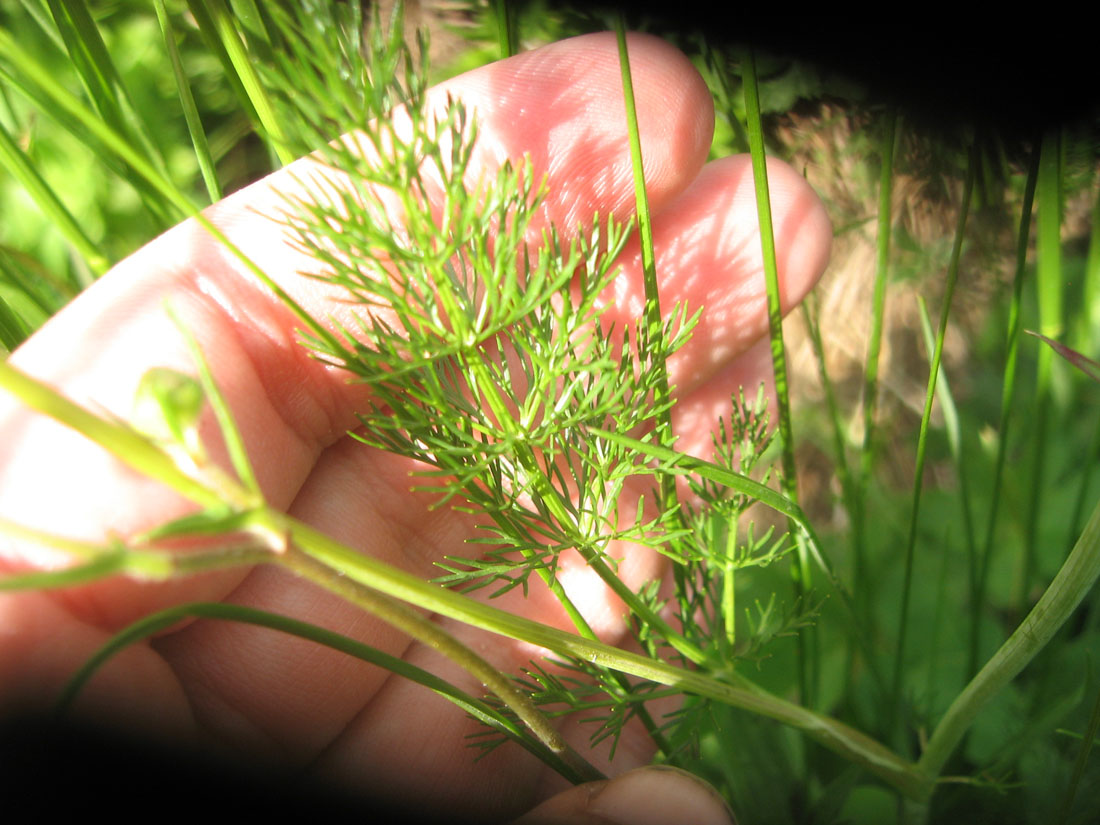 Image of Carum meifolium specimen.