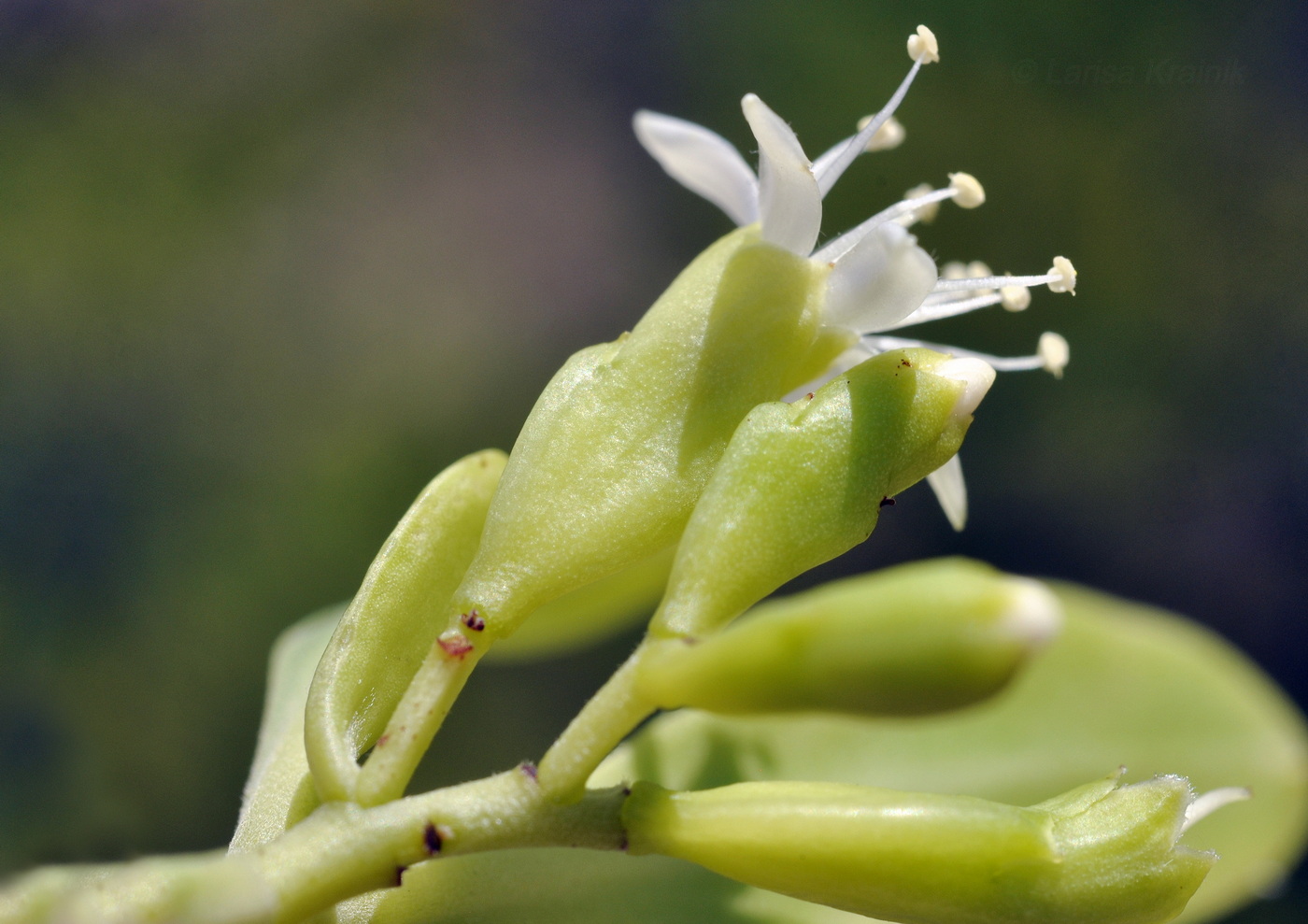 Image of Lumnitzera racemosa specimen.