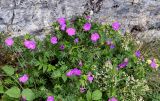 Geranium sanguineum. Цветущие растения в сообществе с Galium и Rubus. Ингушетия, Джейрахский р-н, перевал Цей-Лоам, ≈ 2200 м н.у.м., каменистый участок лугового склона. 24.07.2022.