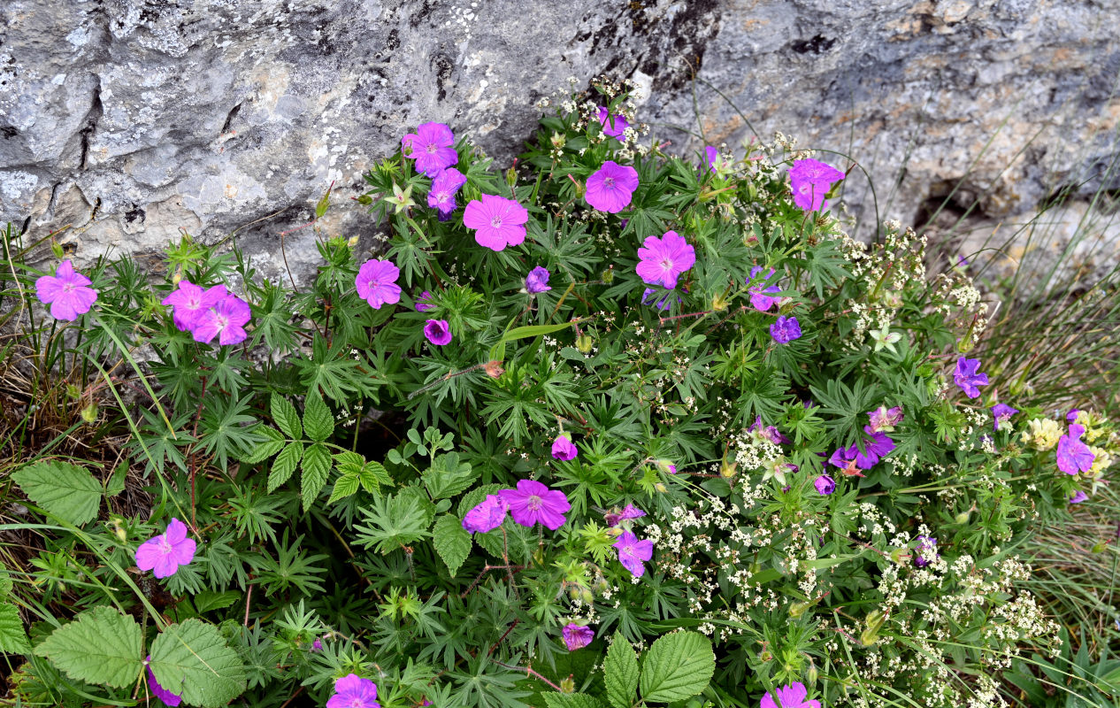 Изображение особи Geranium sanguineum.