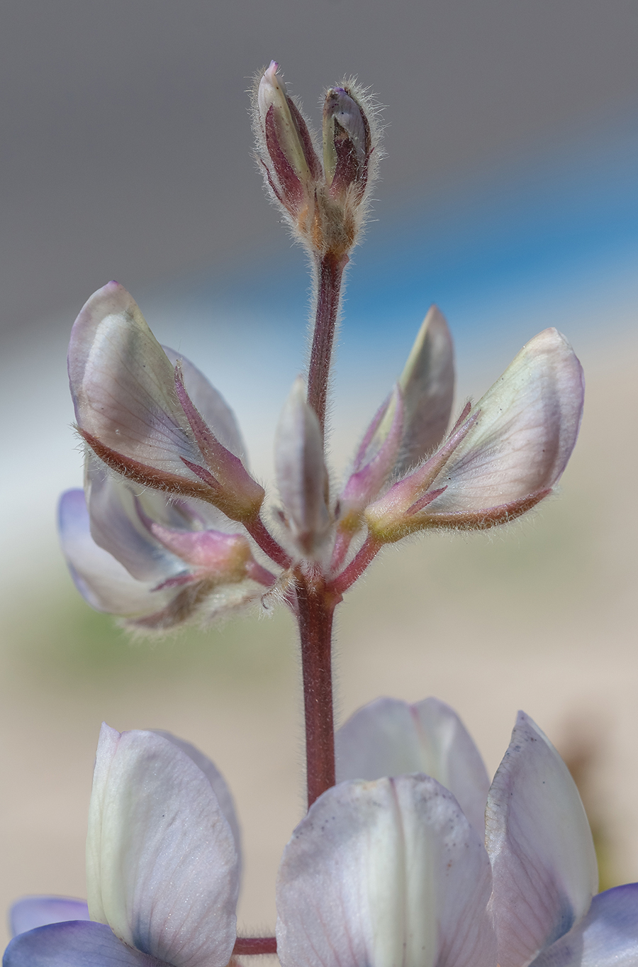 Изображение особи Lupinus palaestinus.