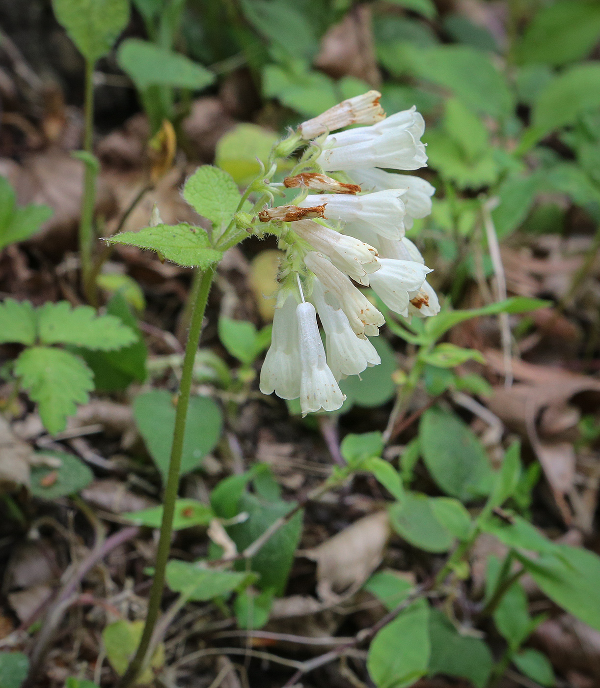 Изображение особи Symphytum grandiflorum.