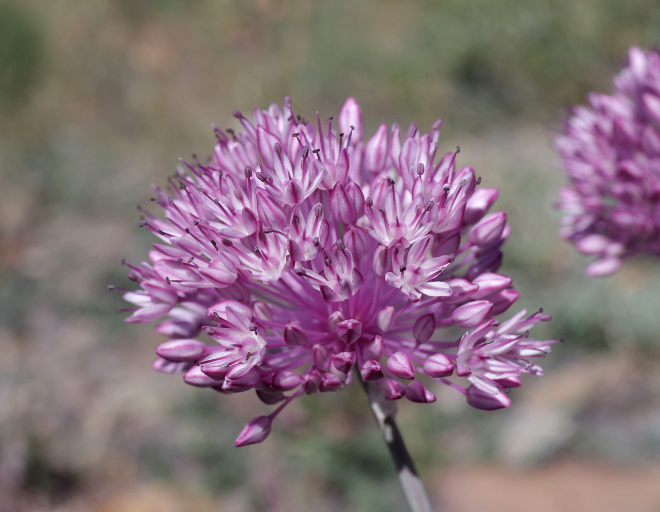 Изображение особи Allium caricifolium.