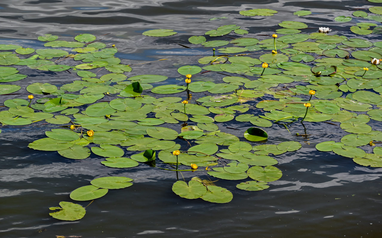 Image of Nuphar lutea specimen.