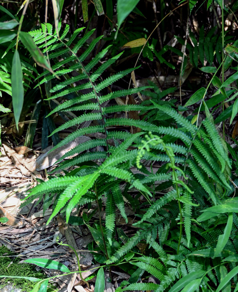 Image of Cyclosorus opulentus specimen.