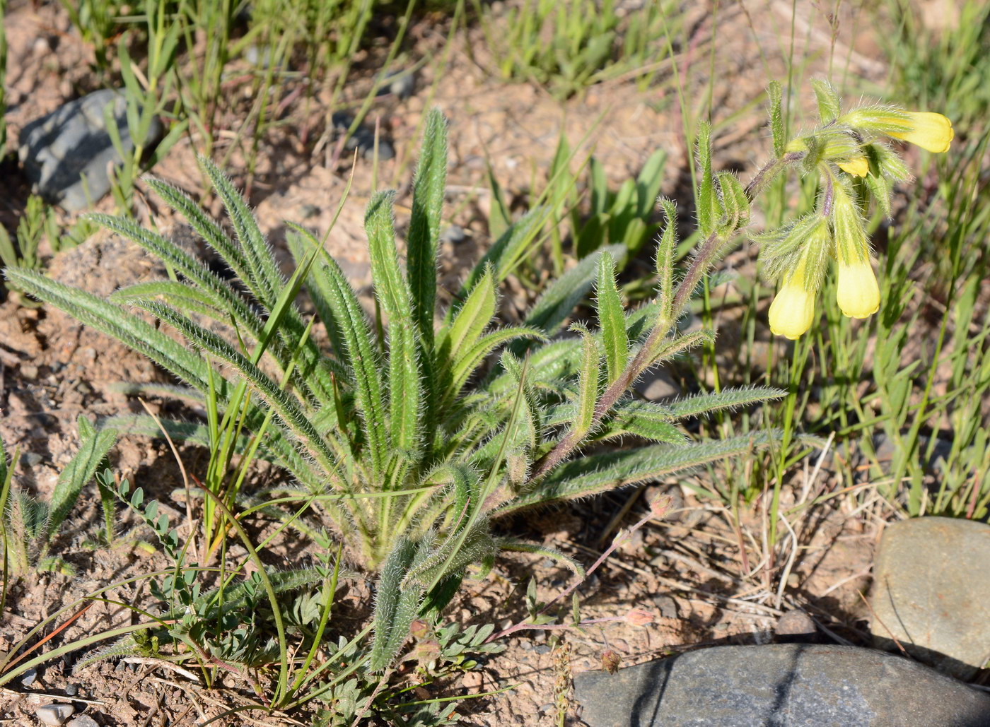 Изображение особи Onosma irritans.