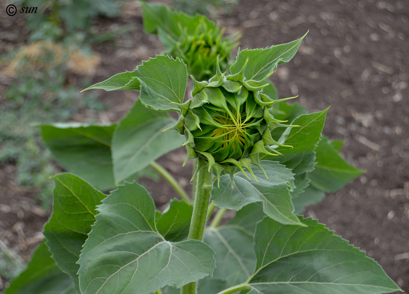 Image of Helianthus annuus specimen.