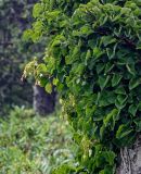 Hydrangea petiolaris. Верхушки побегов с отцветающими соцветиями на стволе Betula. Курильские о-ва, о-в Итуруп, дол. р. Сторожевая, опушка широколиственного леса. 20.08.2023.