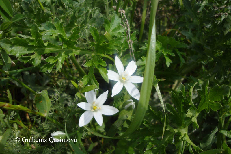 Image of Ornithogalum navaschinii specimen.