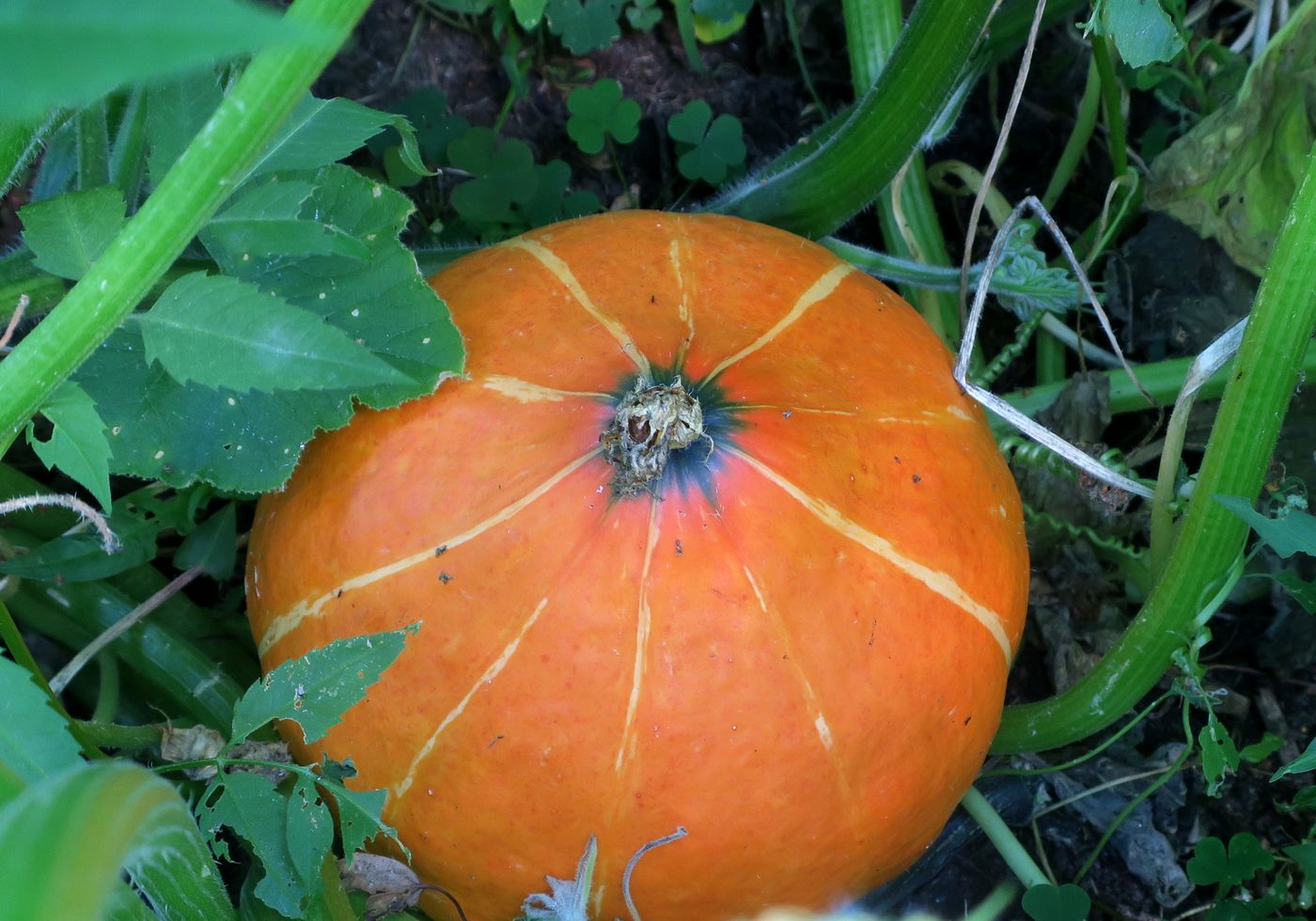 Image of Cucurbita pepo specimen.