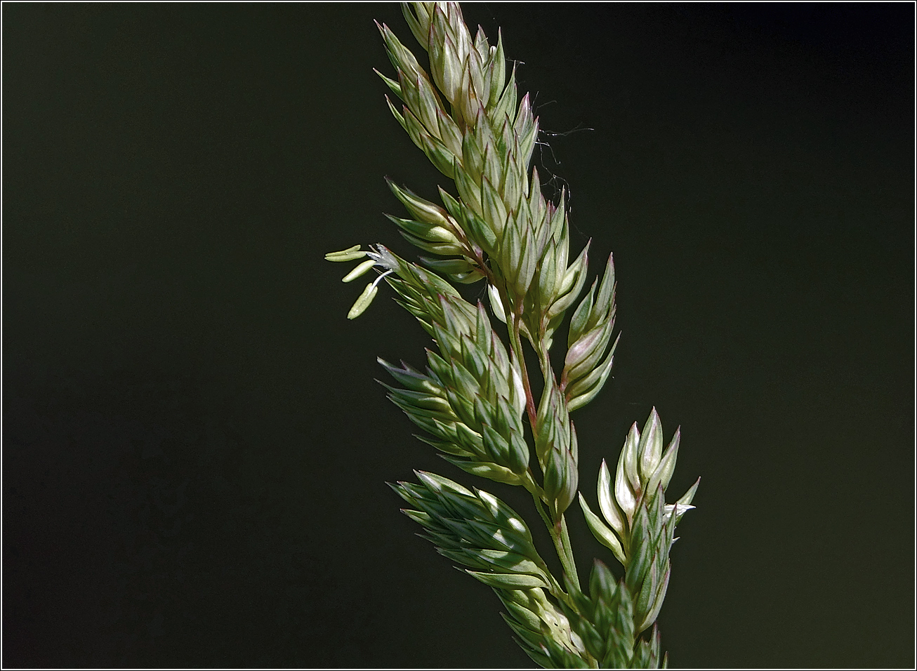 Изображение особи Phalaroides arundinacea.