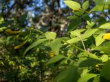 genus Jasminum. Часть ветви с бутонами. Крым, Южный Берег, подножие горы Аю-Даг, окр. ПГТ Партенит, парк. 24.05.2024.