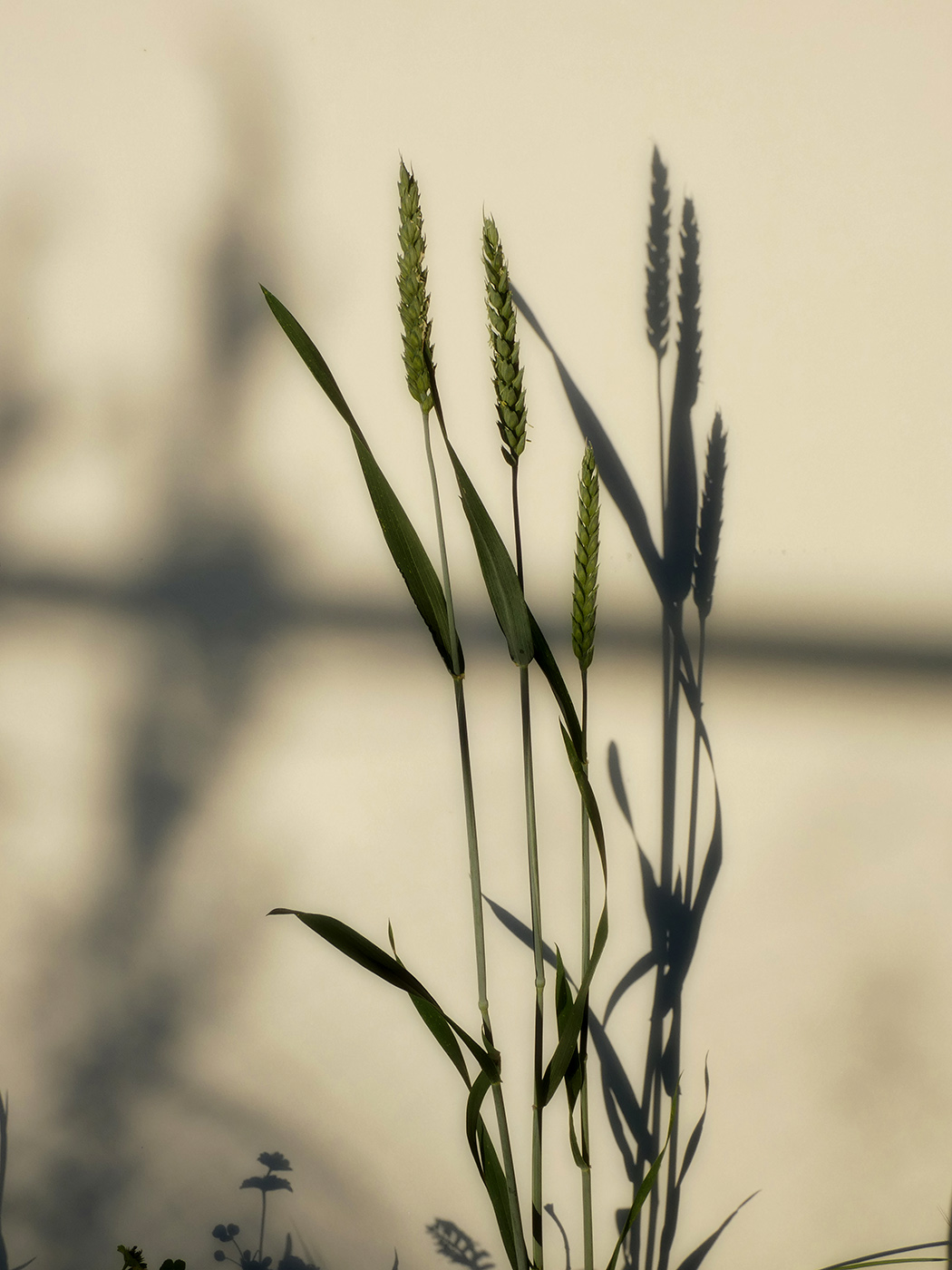 Image of genus Triticum specimen.