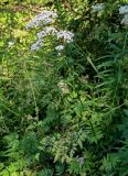 Valeriana officinalis