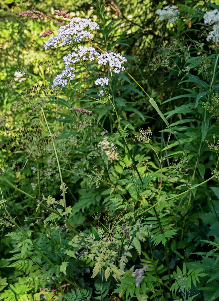 Изображение особи Valeriana officinalis.