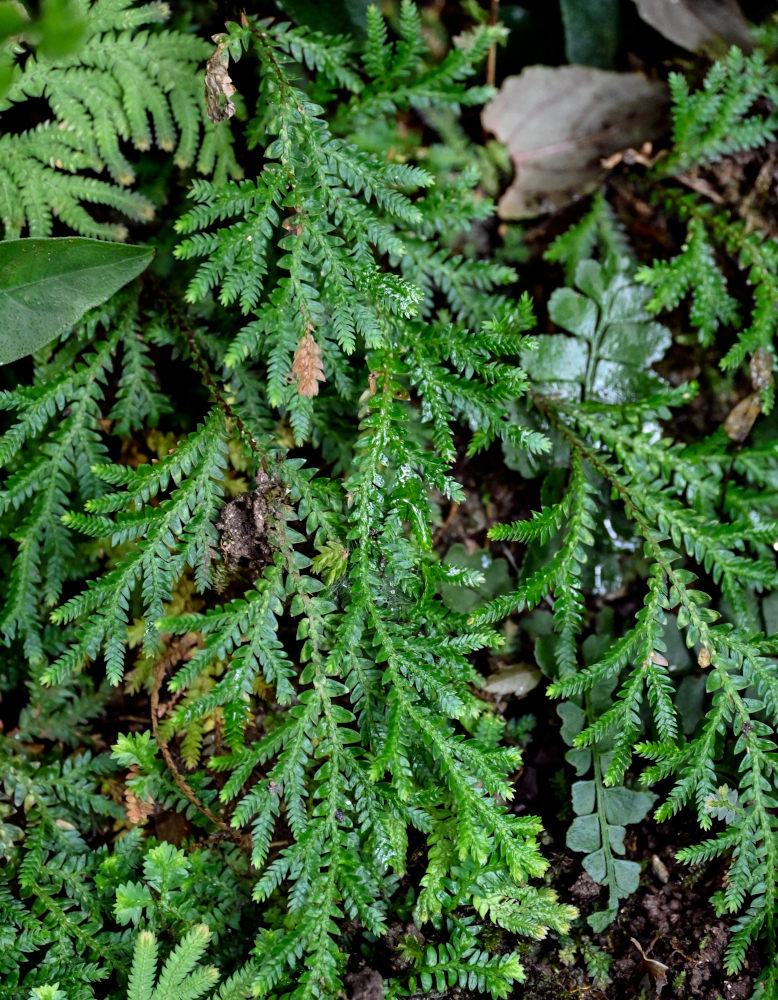 Image of Selaginella uncinata specimen.