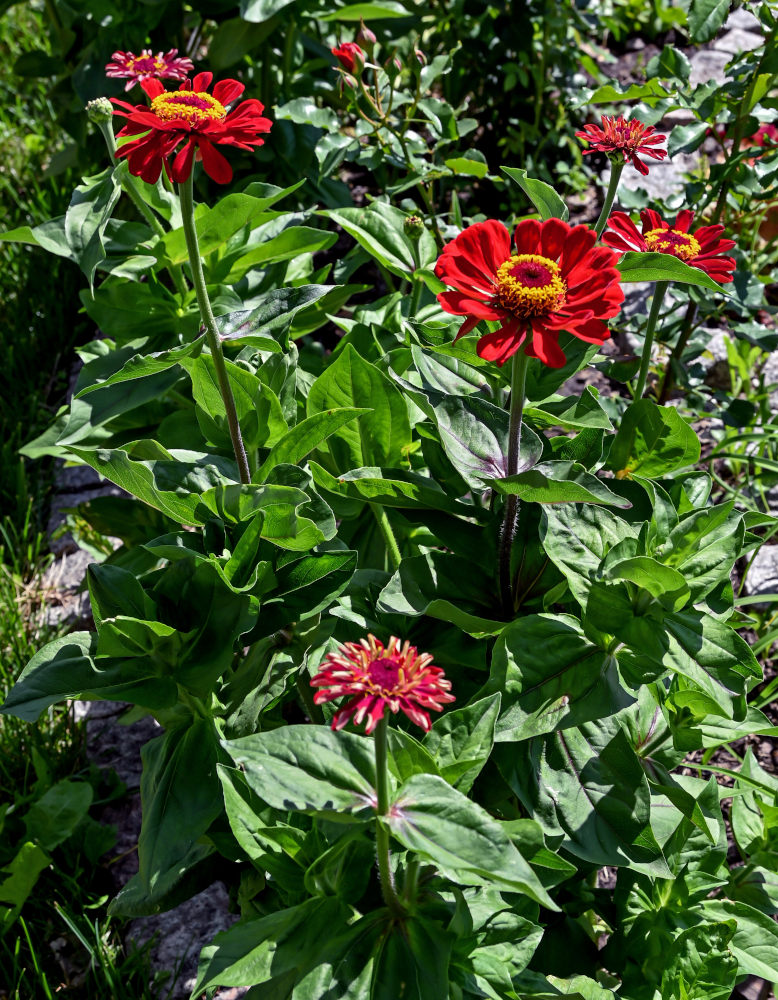 Изображение особи Zinnia elegans.