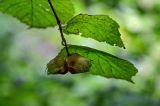 Corylus avellana