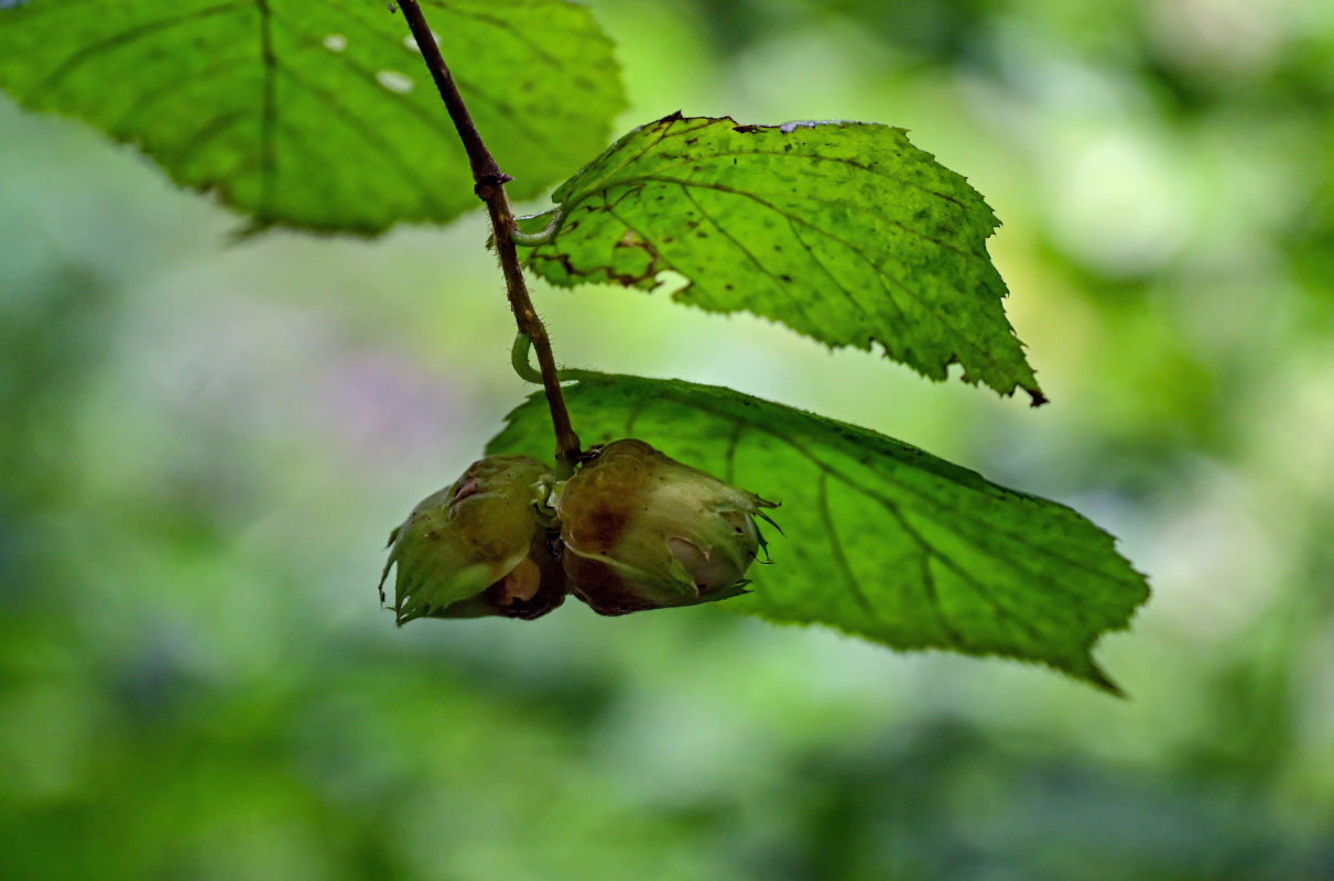 Изображение особи Corylus avellana.