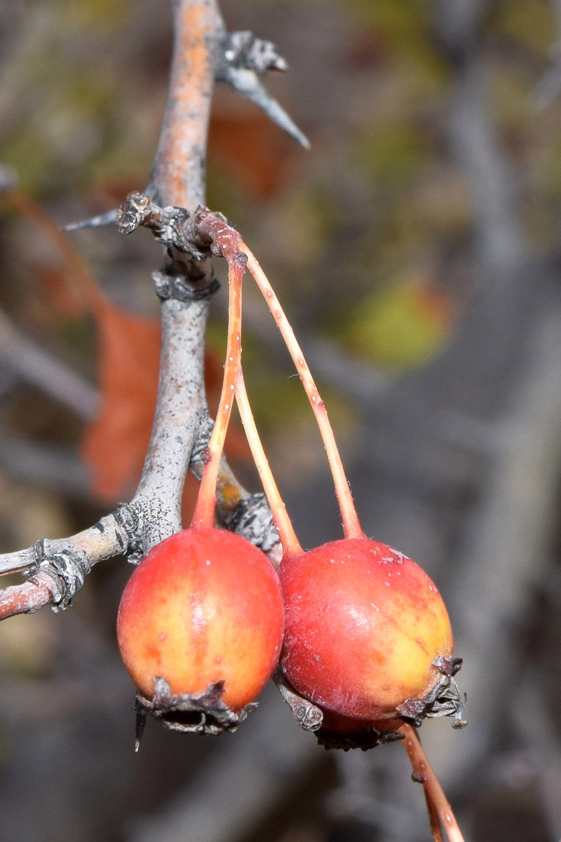 Изображение особи род Crataegus.