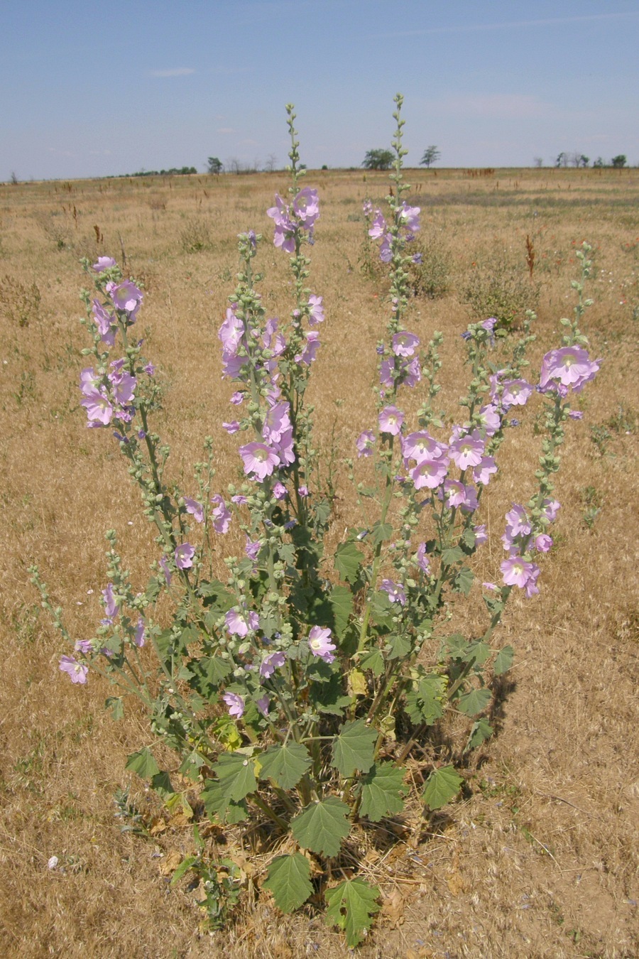 Image of Alcea rosea specimen.