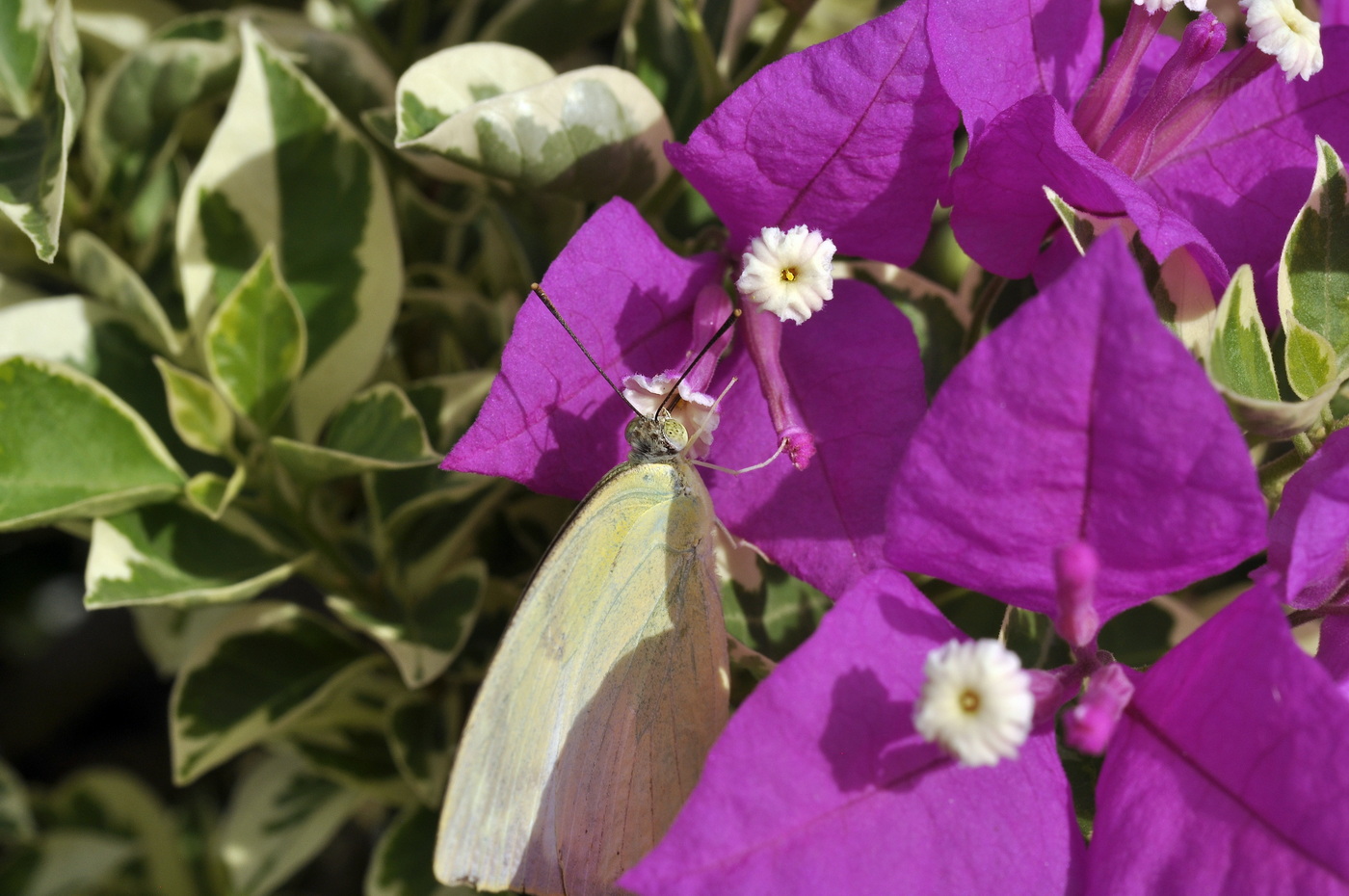 Image of genus Bougainvillea specimen.