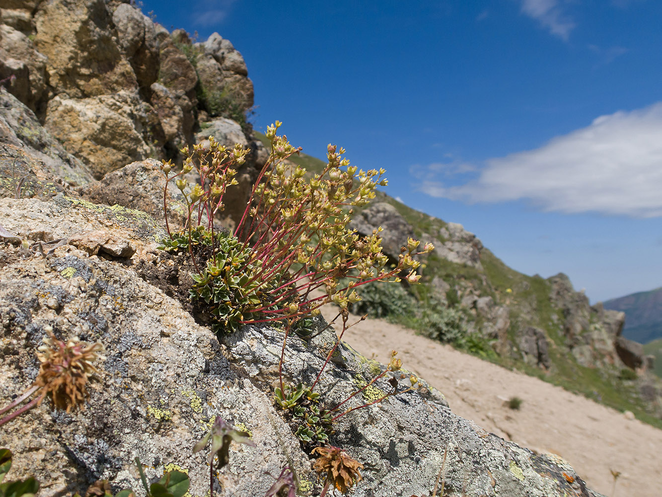 Image of Saxifraga cartilaginea specimen.