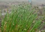 Juncus beringensis. Побеги цветущего растения в каплях тумана. Камчатский край, Елизовский р-н, окр. Мутновской ГеоЭС, каменистая россыпь на берегу притока р. Фальшивая. 10.08.2024.