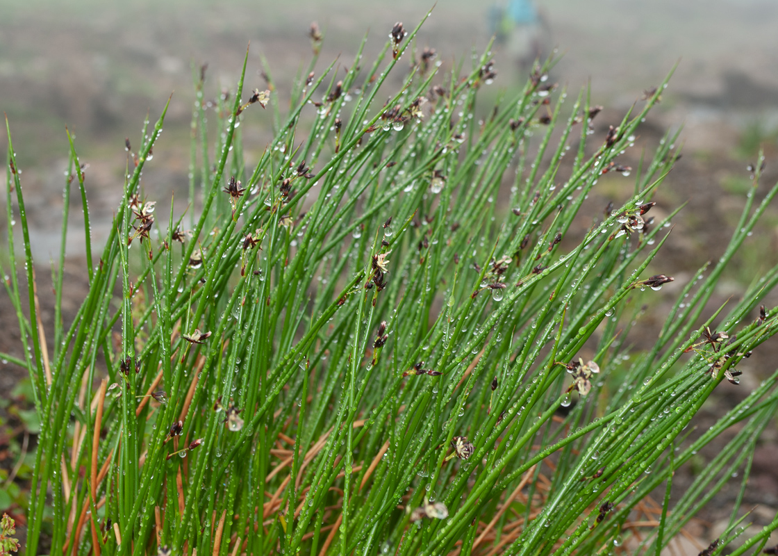 Image of Juncus beringensis specimen.