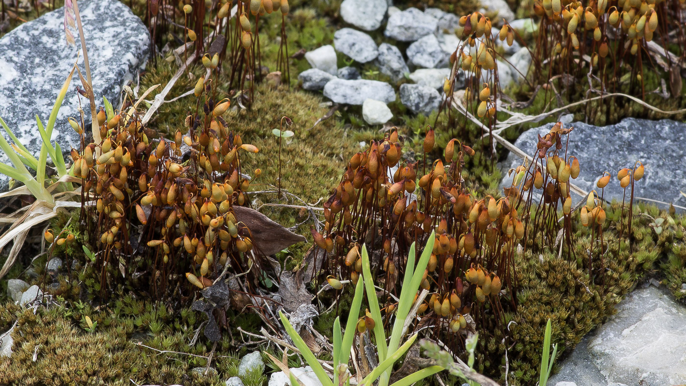 Image of Bryum caespiticium specimen.