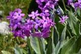 Primula turkestanica