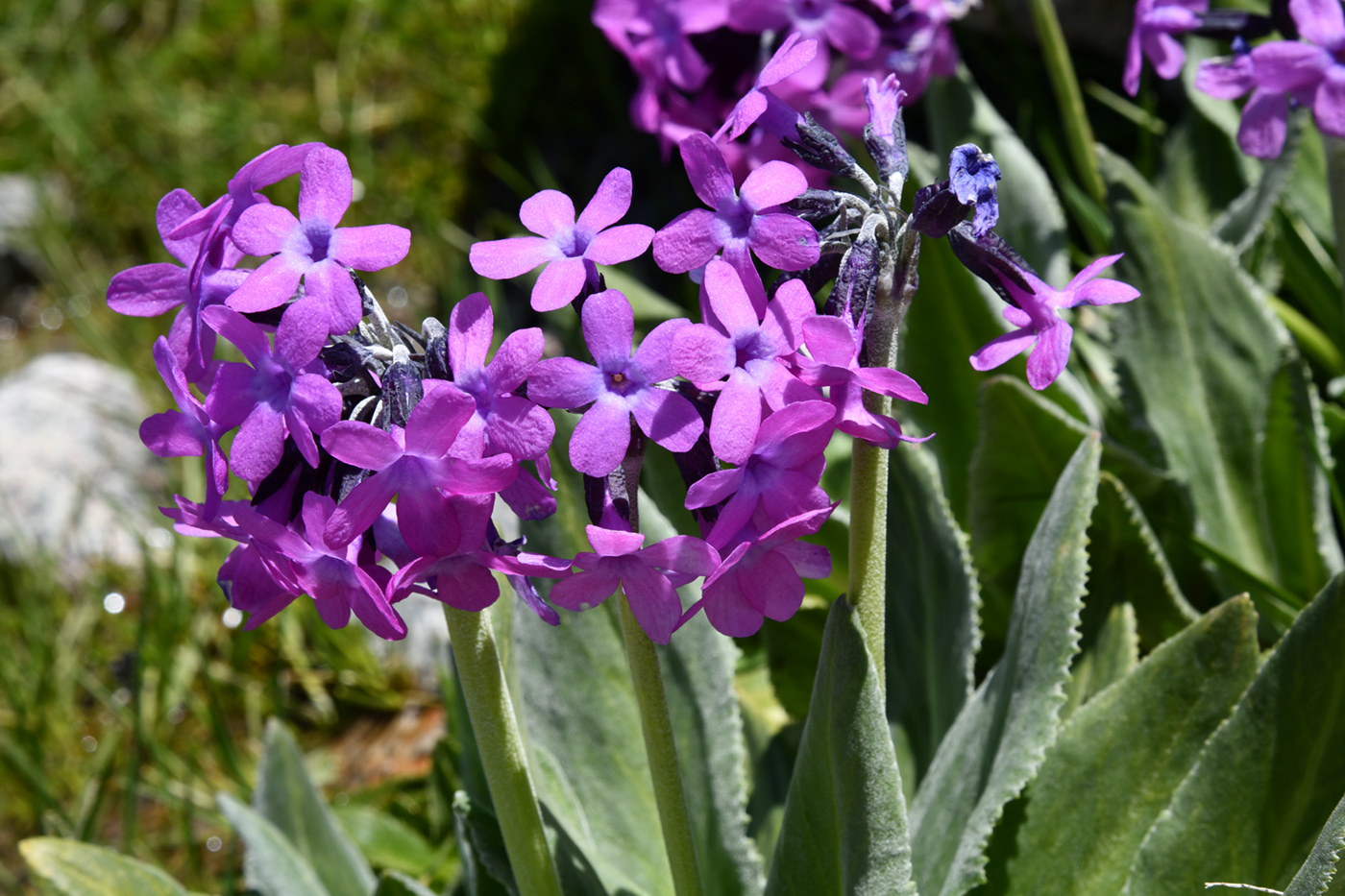 Изображение особи Primula turkestanica.