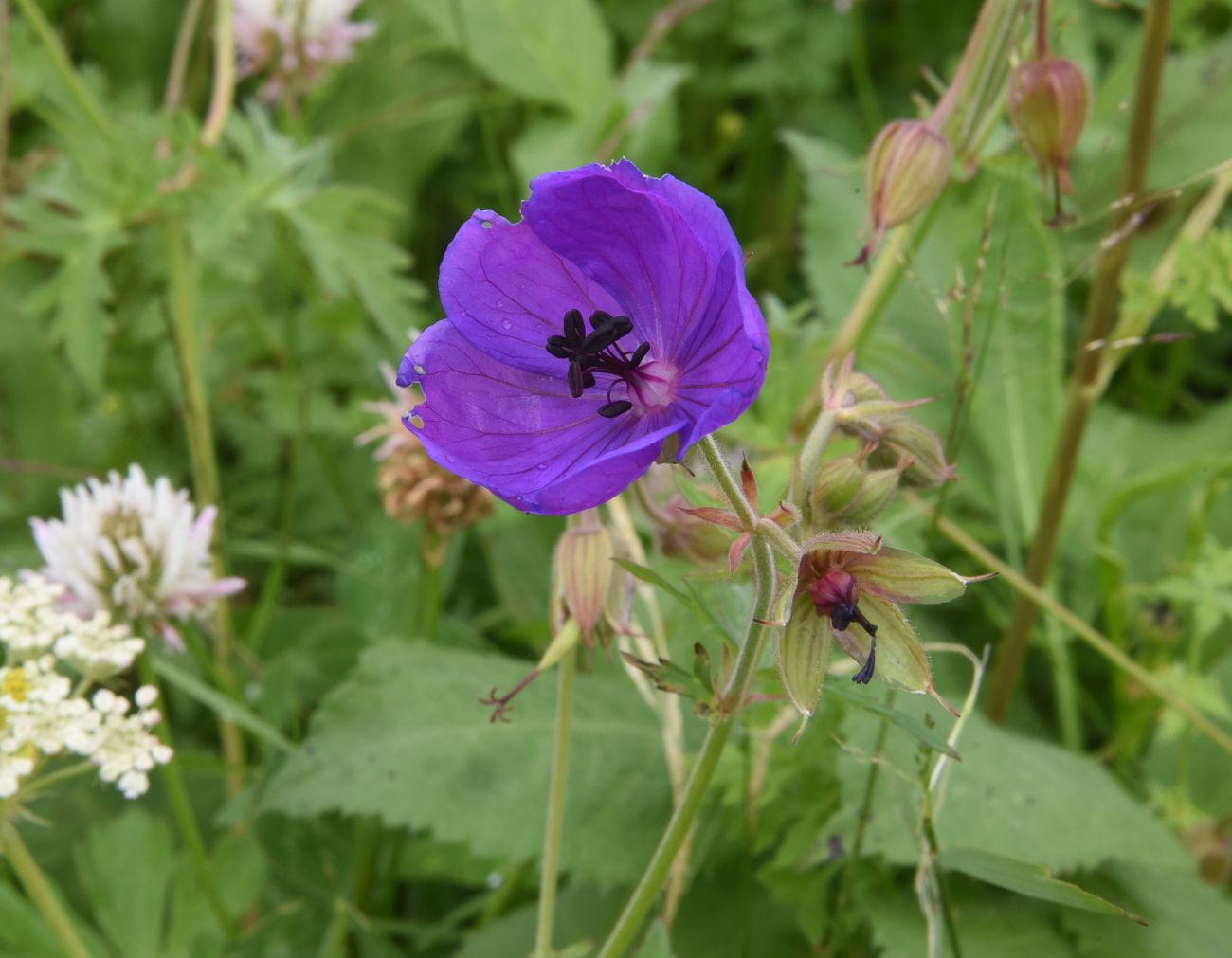 Image of Geranium ruprechtii specimen.