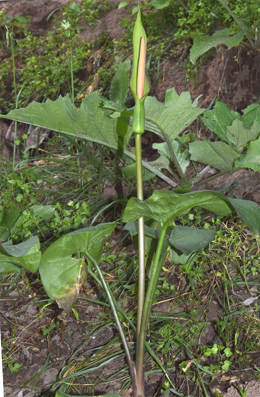 Image of Arum korolkowii specimen.
