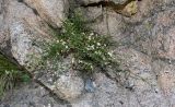 Asperula congesta